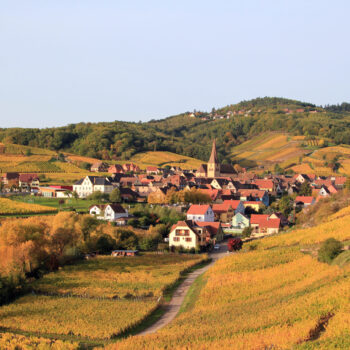 The Alsatian vineyard in autumn is very beautiful.