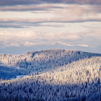 Early morning snow covered black forest warmed up by the sun rays The sky is opening up and the fir trees are covered with snow after the storm the day before. In the background you can see the Vosges