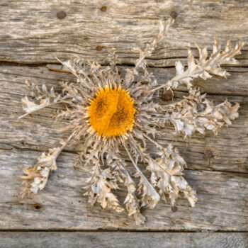 Carline thisle on a door. Traditional decoration, protection for bad spirits. Cevennes. France.